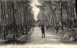 CPA Corniche de L'Esterel Foret d'Aigues Boumi 