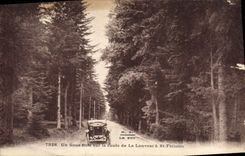CPA Un Sous Bois sur la route de La Louvesc a St Felicien 