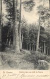 CPA La Louvesc Clairiere dans une foret de Sapins 
