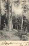 CPA La Louvesc Clairiere dans une foret de Sapins 