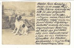 Autriche Austria CPA Chien 