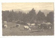 CPA Carte photo Font Romeu (vaches)
